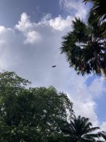 Flughund im Anflug