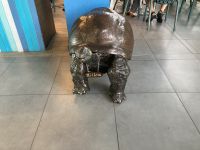 unsere erste Schildkröte direkt am Flughafen - es werden weitere folgen