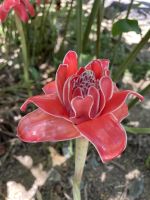 Inselrundfahrt Mahé Teil 2 - Botanischer Garten von Victoria &ndash; &copy; Jacob Spangenberg (Eberhardt TRAVEL)