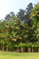 Seychellen - Mahe - botanischer Garten (5) &ndash; &copy; Franziska Barthel (Eberhardt TRAVEL)