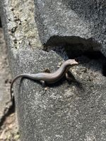 Gekko &ndash; &copy; Thomas Krupp (Eberhardt TRAVEL)