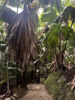 ...im Vallee de Mai (6) &ndash; &copy; Thomas Krupp (Eberhardt TRAVEL)