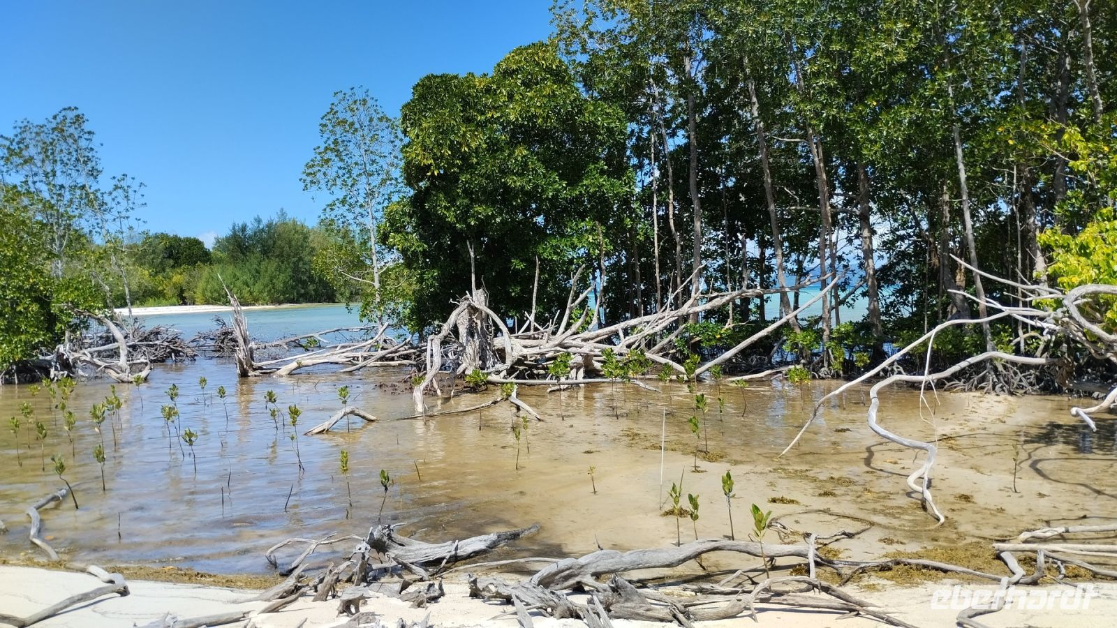 Die Mangrovenbäume &ndash; &copy; Julia Kies (Eberhardt TRAVEL)