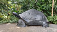 keine echte Schildkröte... &ndash; &copy; Julia Kies (Eberhardt TRAVEL)