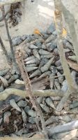 zwischen den Mangrovenbäumen gefunden &ndash; &copy; Julia Kies (Eberhardt TRAVEL)