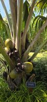 Botanischer Garten &ndash; &copy; Marcus Hasselhorst (Eberhardt TRAVEL)