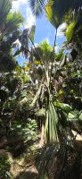Valle de Mai &ndash; &copy; Marcus Hasselhorst (Eberhardt TRAVEL)