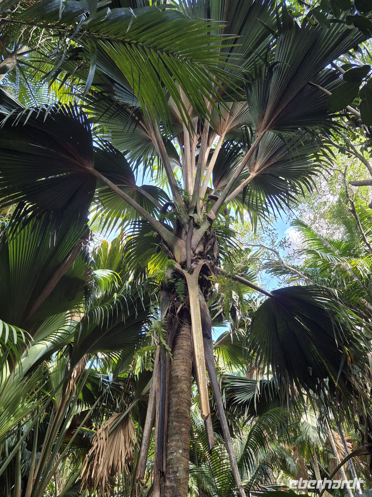 Praslin, Vallée de Mai &ndash; &copy; Frank Nimschowski (Eberhardt TRAVEL)