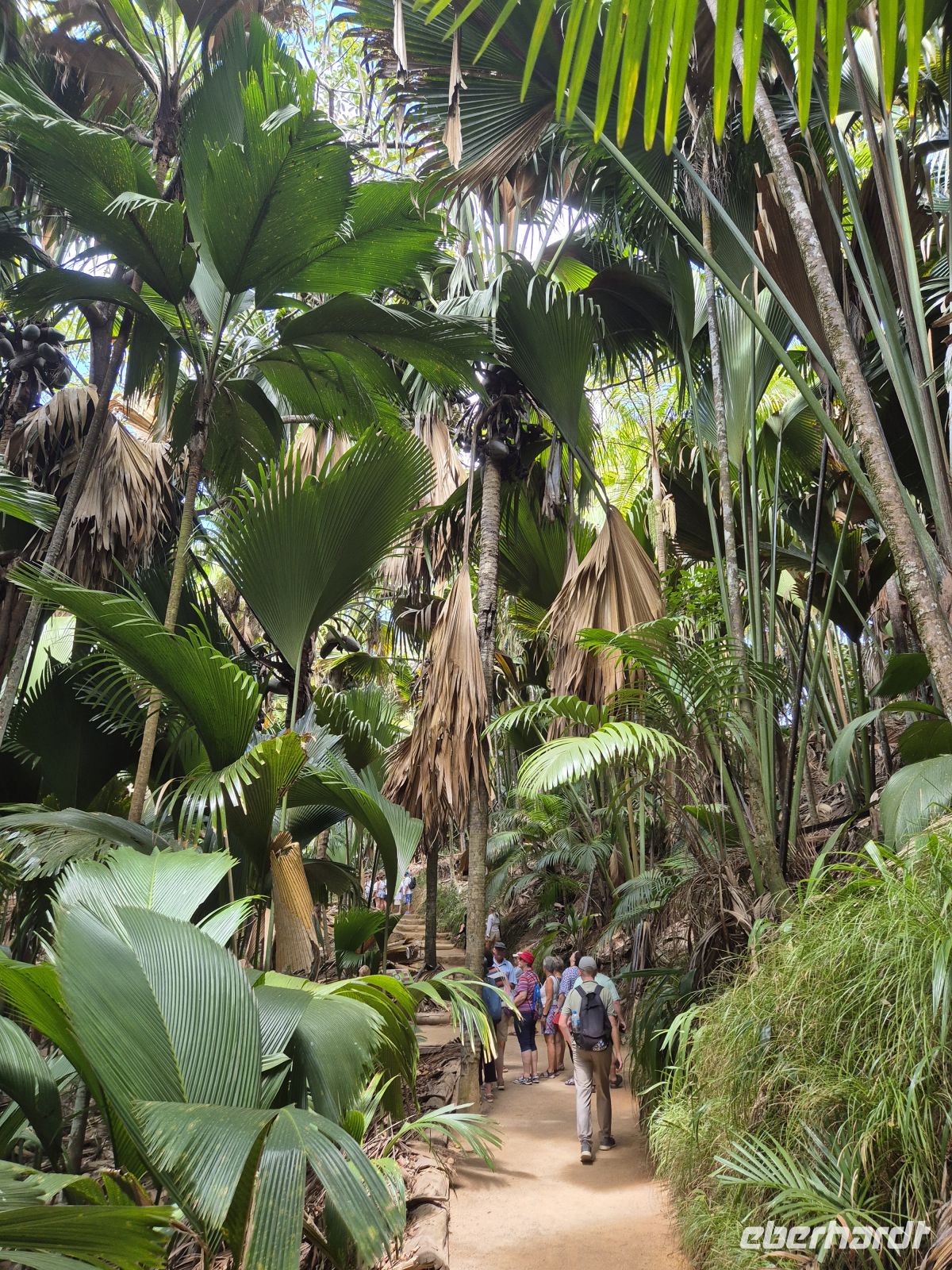 Praslin, Vallée de Mai &ndash; &copy; Frank Nimschowski (Eberhardt TRAVEL)