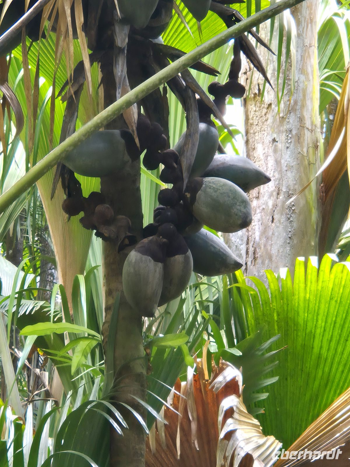 Praslin, Vallée de Mai &ndash; &copy; Frank Nimschowski (Eberhardt TRAVEL)