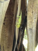 Praslin, Vallée de Mai &ndash; &copy; Frank Nimschowski (Eberhardt TRAVEL)