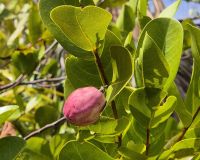 Kokospflaume &ndash; &copy; Frank Nimschowski (Eberhardt TRAVEL)
