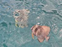 Fledermausfische &ndash; &copy; Frank Nimschowski (Eberhardt TRAVEL)