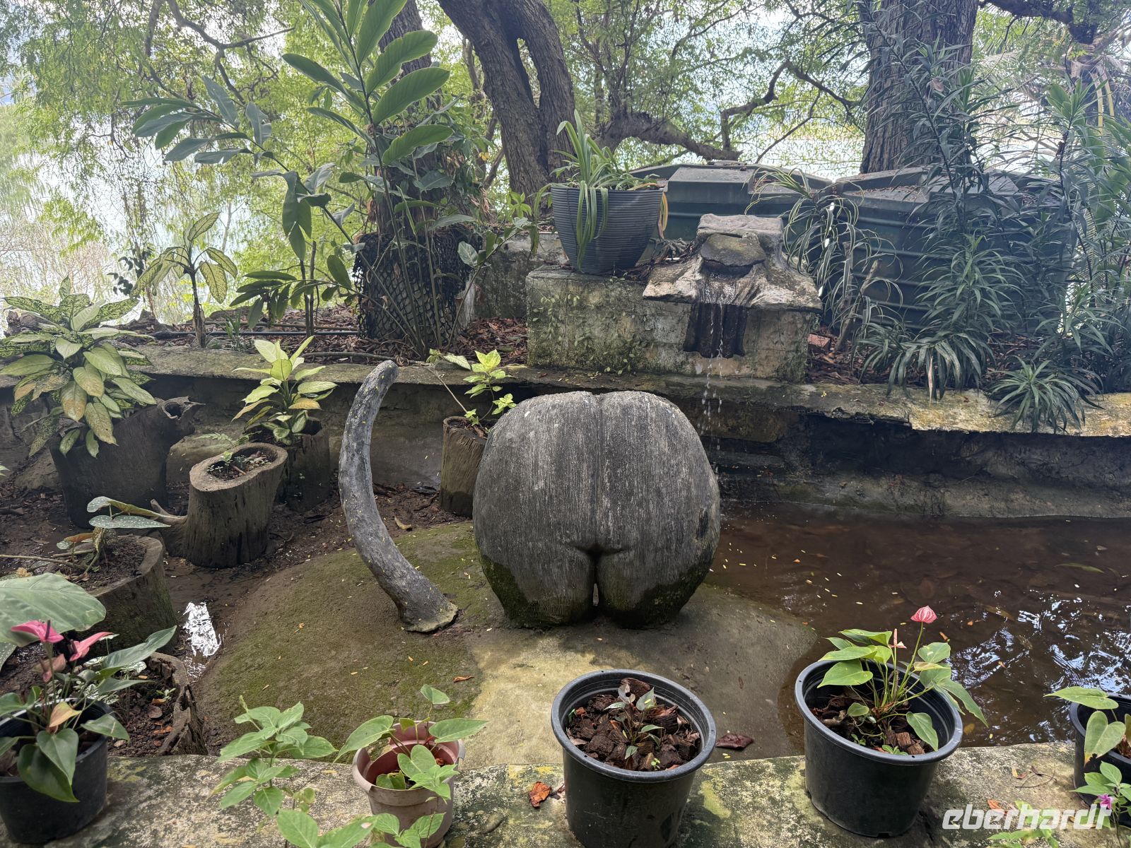 Erste Coco de Mer Nüsse &ndash; &copy; Leon Prinz (Eberhardt TRAVEL)