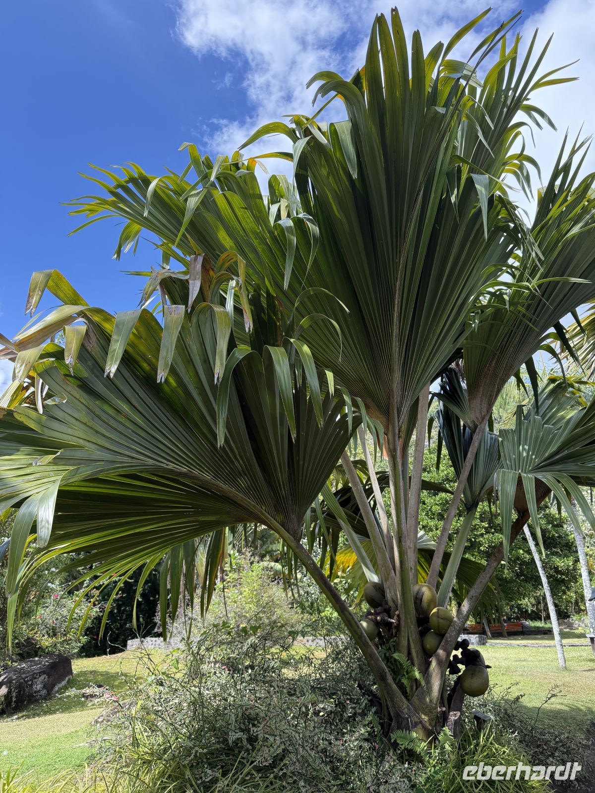 Botanischer Garten Victoria &ndash; &copy; Leon Prinz (Eberhardt TRAVEL)
