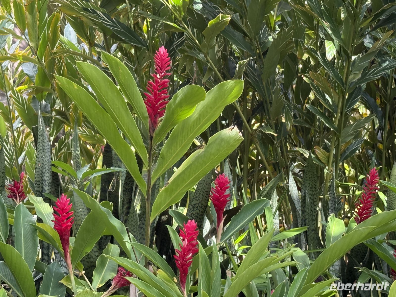 Botanischer Garten Victoria &ndash; &copy; Leon Prinz (Eberhardt TRAVEL)