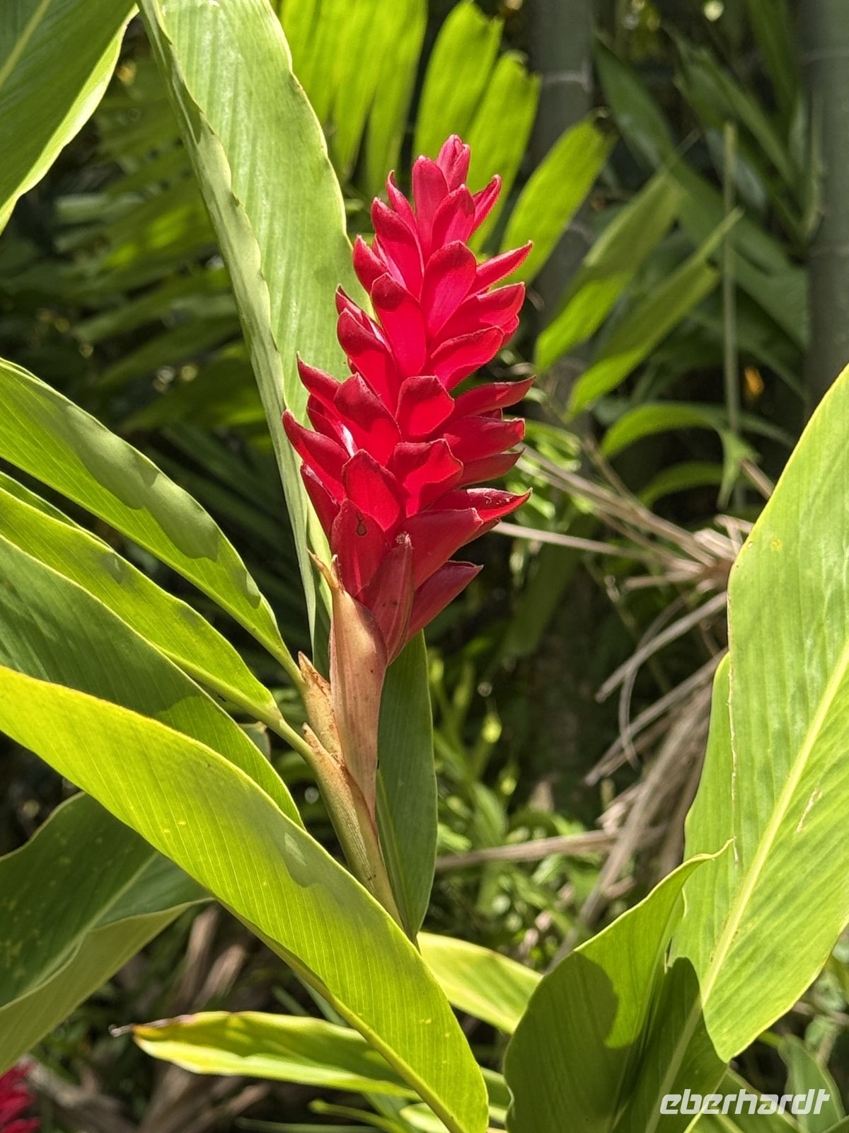 Botanischer Garten Victoria &ndash; &copy; Leon Prinz (Eberhardt TRAVEL)