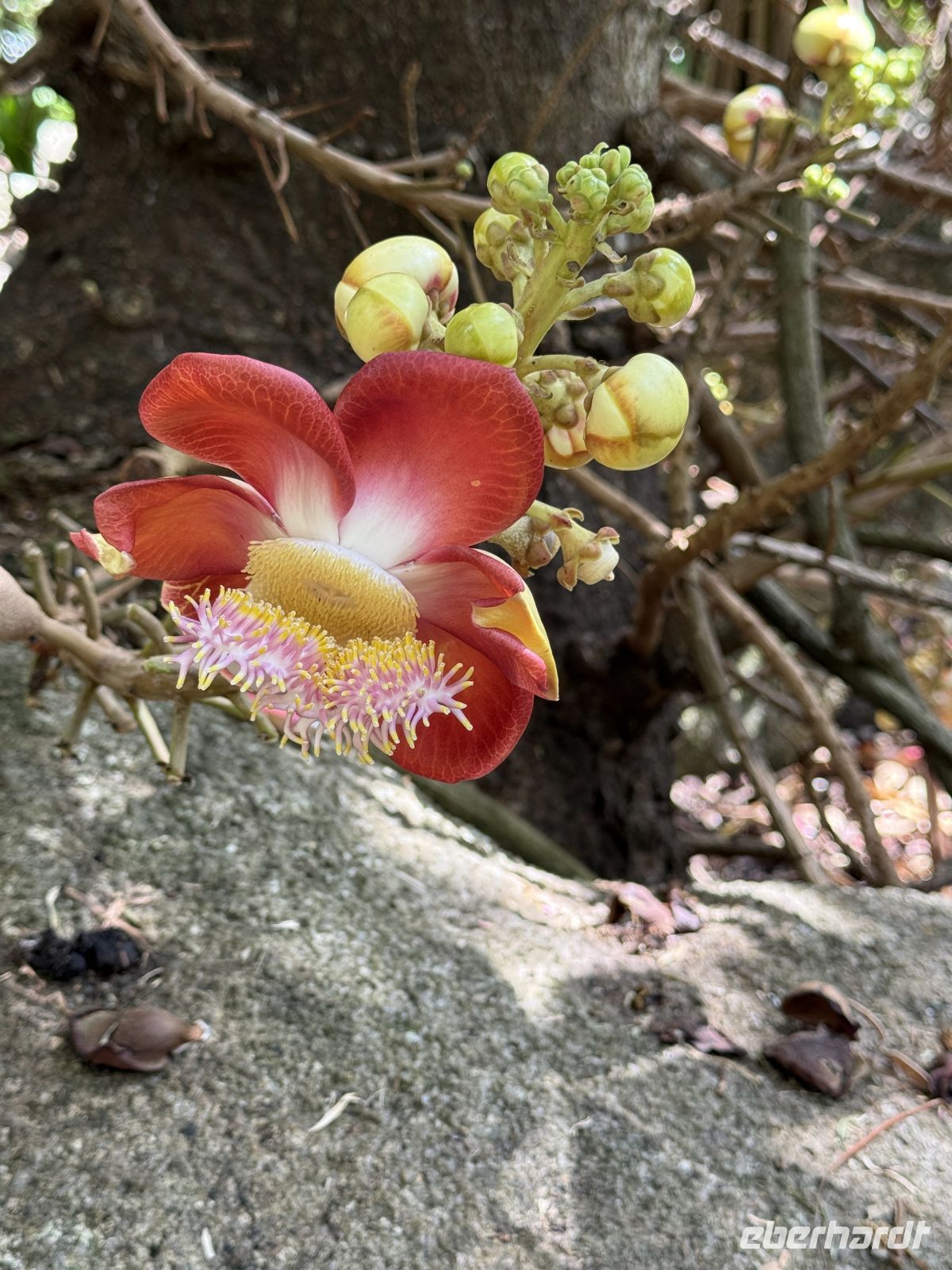 Botanischer Garten Victoria &ndash; &copy; Leon Prinz (Eberhardt TRAVEL)