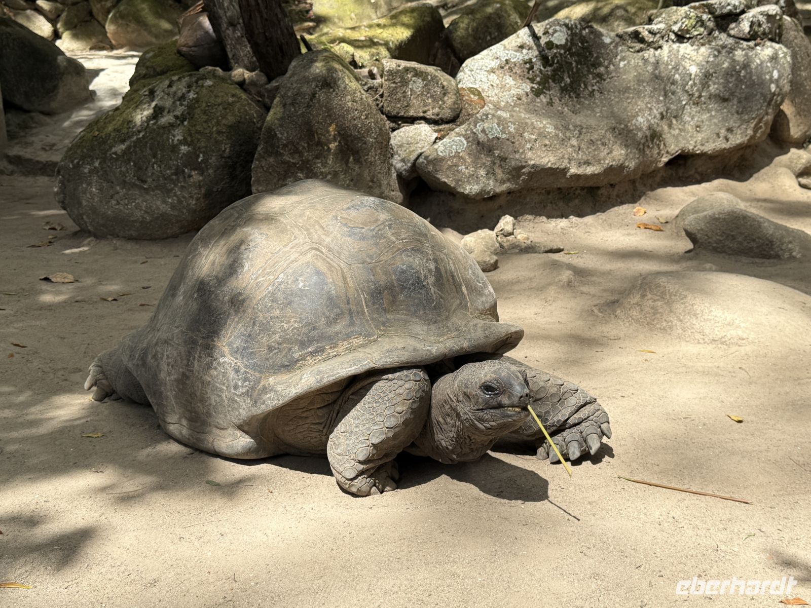 Riesenschildkröten im botanischen Garten Victoria &ndash; &copy; Leon Prinz (Eberhardt TRAVEL)