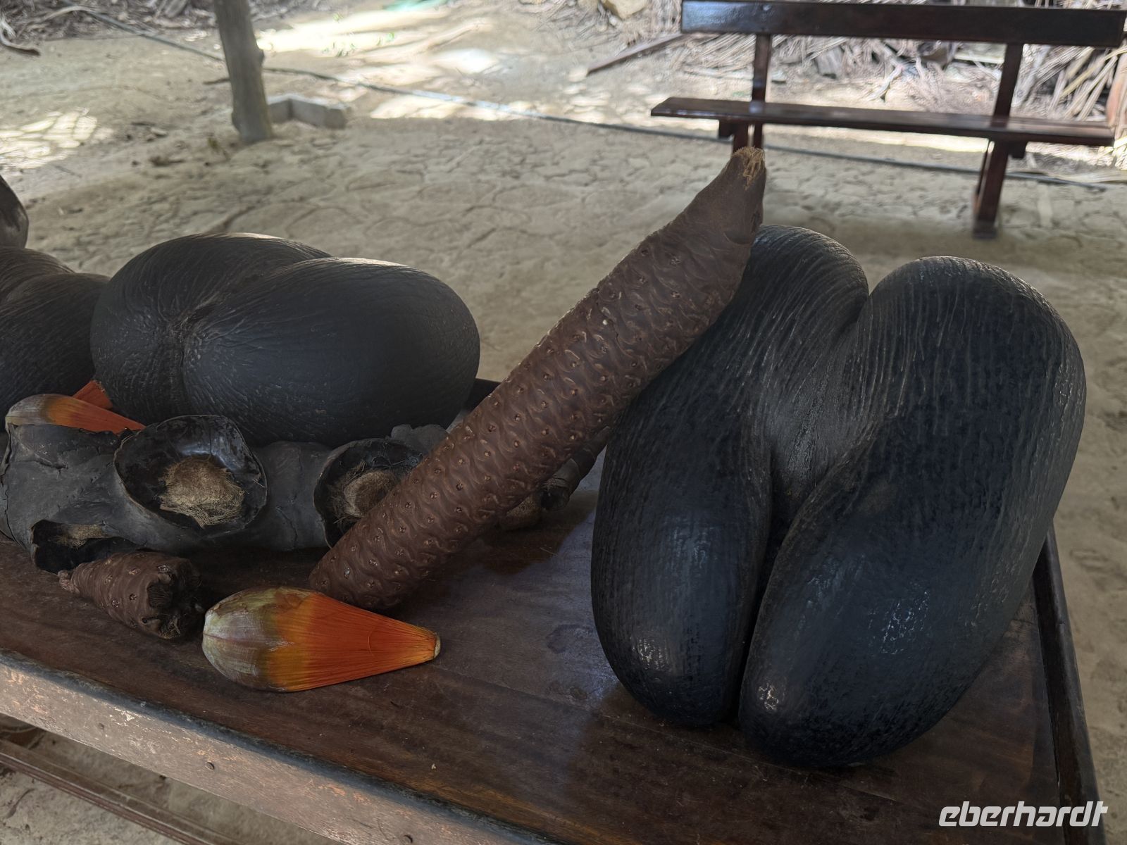 Männliche (Links) und Weibliche Coco de Mer Nuss (rechts) Vallée de Mai Praslin &ndash; &copy; Leon Prinz (Eberhardt TRAVEL)