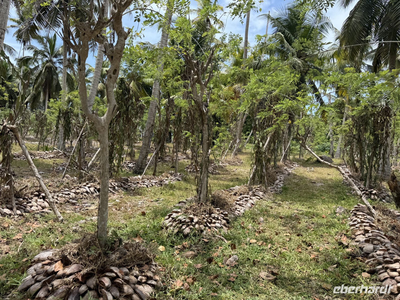 Vanille-Plantage La Digue &ndash; &copy; Leon Prinz (Eberhardt TRAVEL)