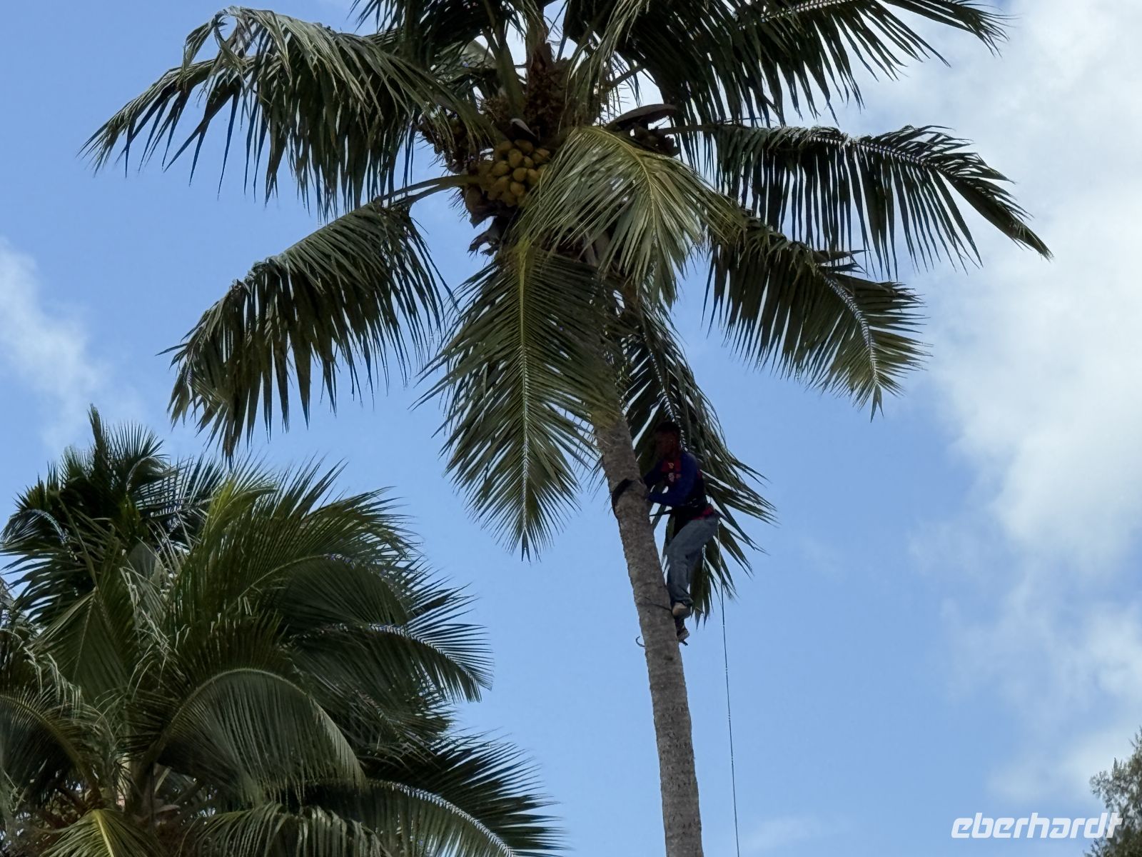 Ernte der Kokosnüsse am Hotel Coco de Mer Praslin &ndash; &copy; Leon Prinz (Eberhardt TRAVEL)