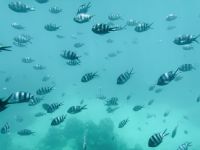 Unterwasserwelt St. Anne Marine Nationalpark &ndash; &copy; Leon Prinz (Eberhardt TRAVEL)