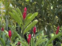 Botanischer Garten Victoria &ndash; &copy; Leon Prinz (Eberhardt TRAVEL)