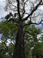 Mahagoni Baum im botanischen Garten Victoria &ndash; &copy; Leon Prinz (Eberhardt TRAVEL)