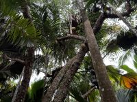 Coco de Mer Nuss am Baum,  Vallée de Mai Praslin &ndash; &copy; Leon Prinz (Eberhardt TRAVEL)