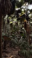Spaziergang im Vallée de Mai Praslin &ndash; &copy; Leon Prinz (Eberhardt TRAVEL)