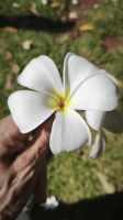 Frangi Panik Blüte Mahe &ndash; &copy; Beate Klingebiel (Eberhardt TRAVEL)