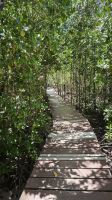 Wanderung durch Mangroven Wald Curieuse  &ndash; &copy; Beate Klingebiel (Eberhardt TRAVEL)