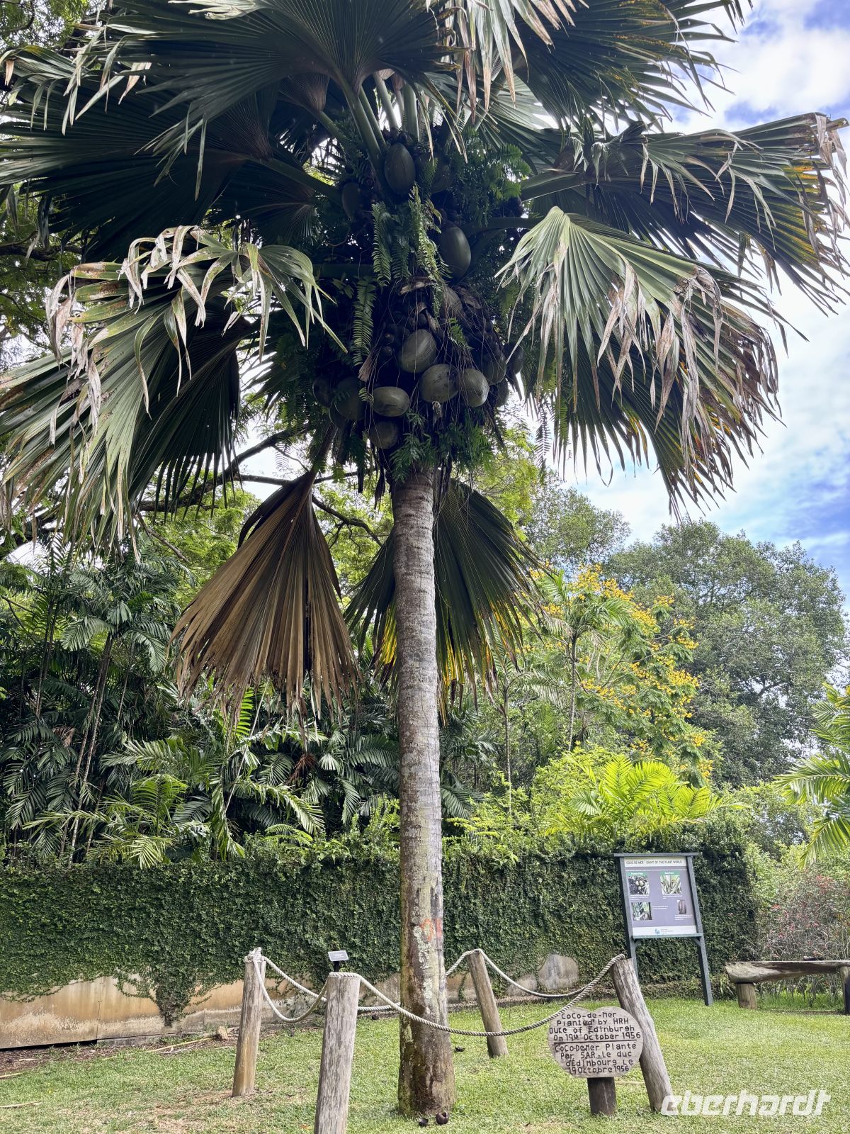 Coco de Mer &ndash; &copy; Carmen Kiefer (Eberhardt TRAVEL)