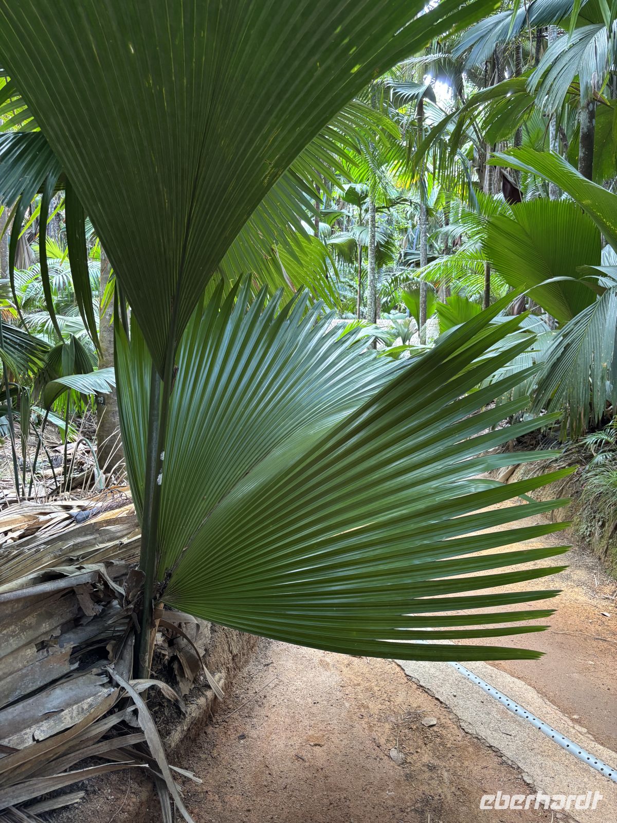 Vallée de Mai &ndash; &copy; Carmen Kiefer (Eberhardt TRAVEL)