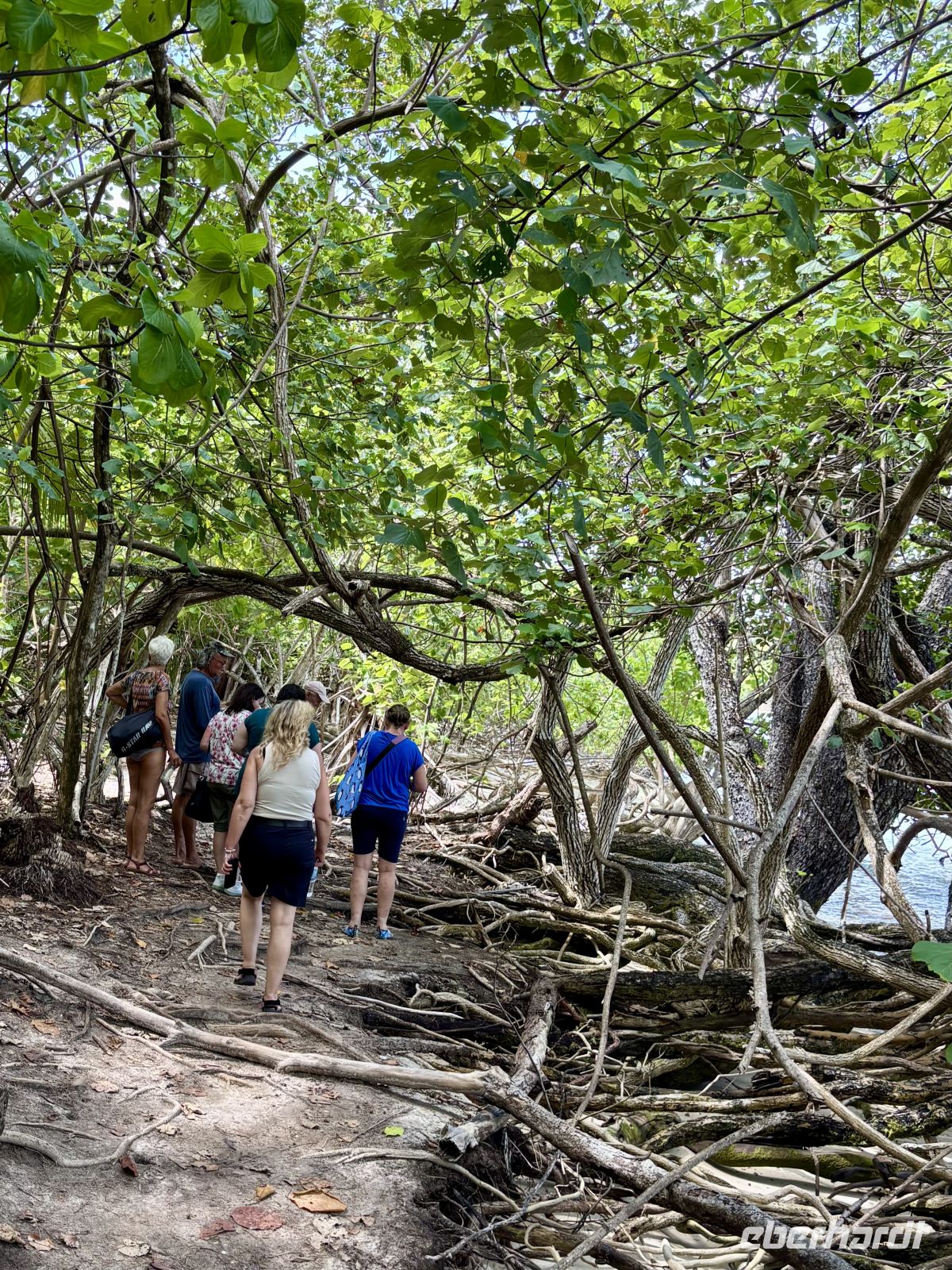 Durch den Mangrovenwald &ndash; &copy; Carmen Kiefer (Eberhardt TRAVEL)