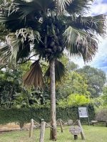 Coco de Mer &ndash; &copy; Carmen Kiefer (Eberhardt TRAVEL)