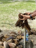 Das Geheimnis der Kokosnuss &ndash; &copy; Carmen Kiefer (Eberhardt TRAVEL)