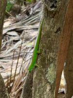 Exotische Tierwelt