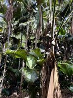 Heimat der Coco de Mer &ndash; &copy; Carmen Kiefer (Eberhardt TRAVEL)