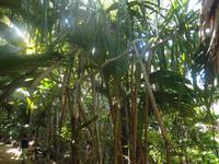 Vallée de Mai &ndash; &copy; Constanze Hölig (Eberhardt TRAVEL)