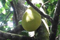 Jack Frucht &ndash; &copy; Sandra Winkler (Eberhardt TRAVEL)