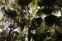 Valle de Mai &ndash; &copy; Sandra Winkler (Eberhardt TRAVEL)