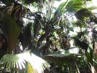 Coco de Mer &ndash; &copy; Sandra Winkler (Eberhardt TRAVEL)