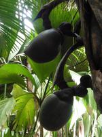 Coco de Mer &ndash; &copy; Sandra Winkler (Eberhardt TRAVEL)