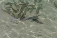 Fischfutter &ndash; &copy; Sandra Winkler (Eberhardt TRAVEL)
