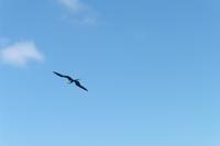 Fregattevogel &ndash; &copy; Sandra Winkler (Eberhardt TRAVEL)