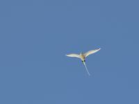Tropikvogel &ndash; &copy; Sandra Winkler (Eberhardt TRAVEL)