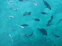 Katamaran Marine Park Mahé &ndash; &copy; Constanze Hölig (Eberhardt TRAVEL)