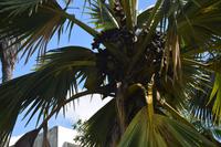 62 Coco de Mer &ndash; &copy; Maria Schneider (Eberhardt TRAVEL)